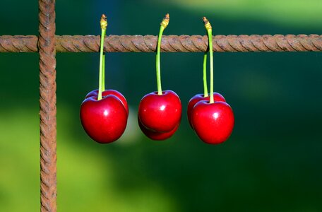 Red sweet cherry nature