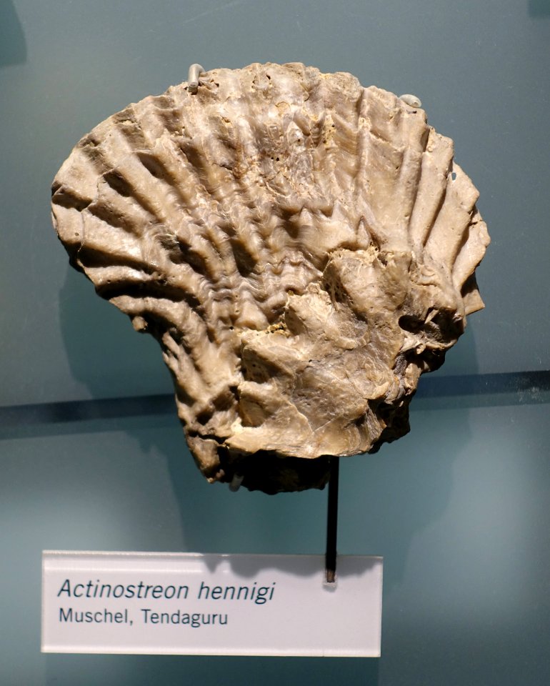 Actinostreon hennigi - Museum fur Naturkunde, Berlin - DSC09973