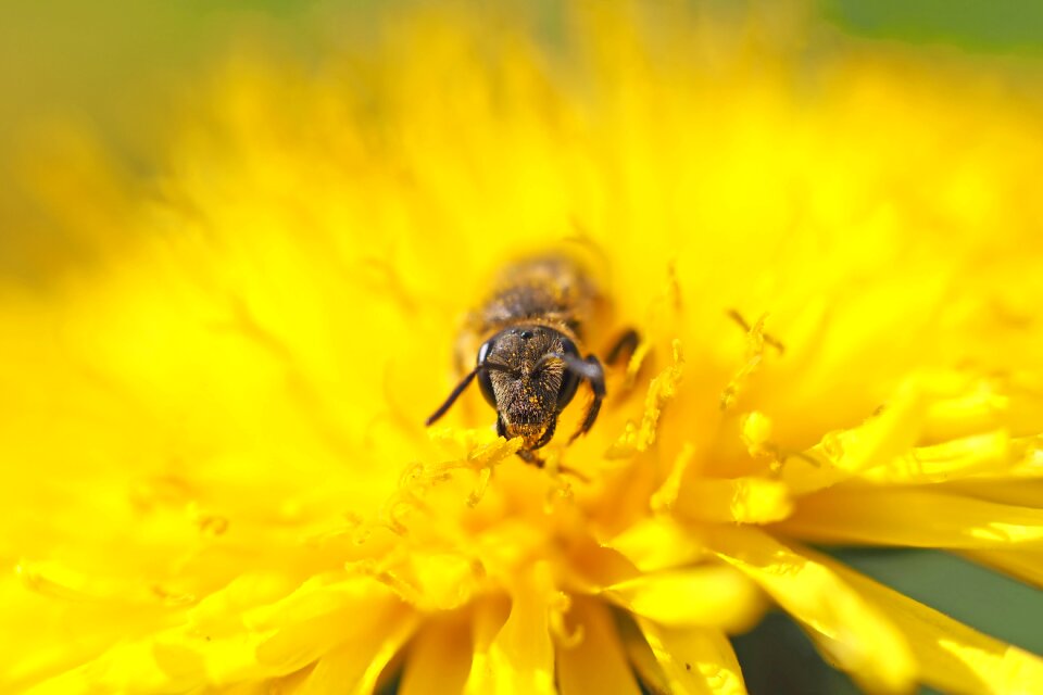Dandelion macro pollen
