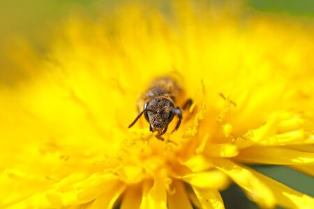 Dandelion macro pollen
