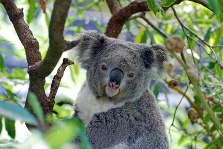 Australia zoo koala bear
