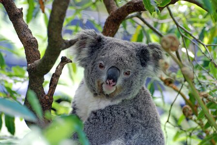 Australia zoo koala bear photo