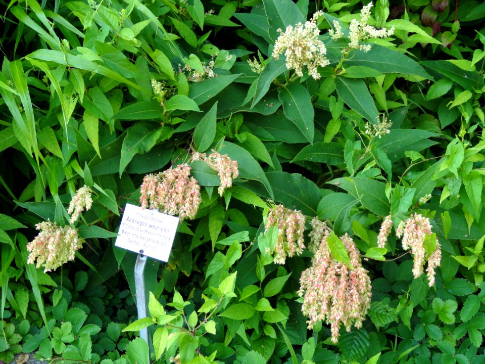 Aconogonon weyrichii - Botanischer Garten, Frankfurt am Main - DSC03264