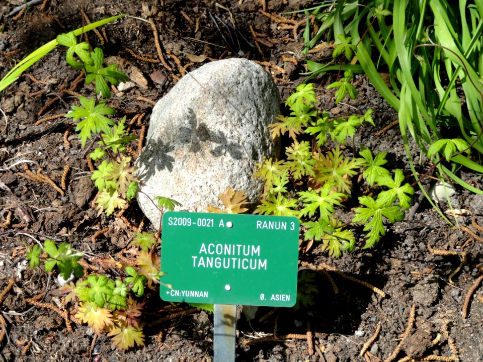Aconitum tanguticum - Copenhagen Botanical Garden - DSC07348