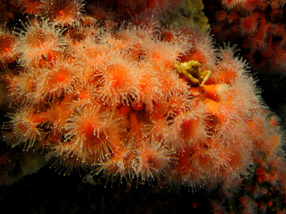 Actinia fragacea -MBA - DSC06981