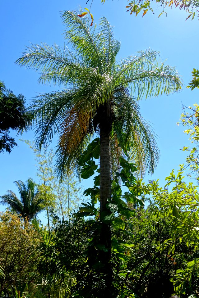 Acrocomia aculeata - Naples Botanical Garden - Naples, Florida - DSC09667