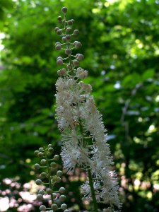 Actaea racemosa, 2015-07-05, Mount Lebanon, 03