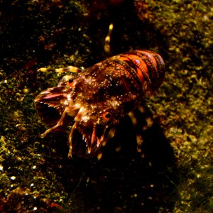 Acquario di Genova 27072015 03 Scyllarus arctus