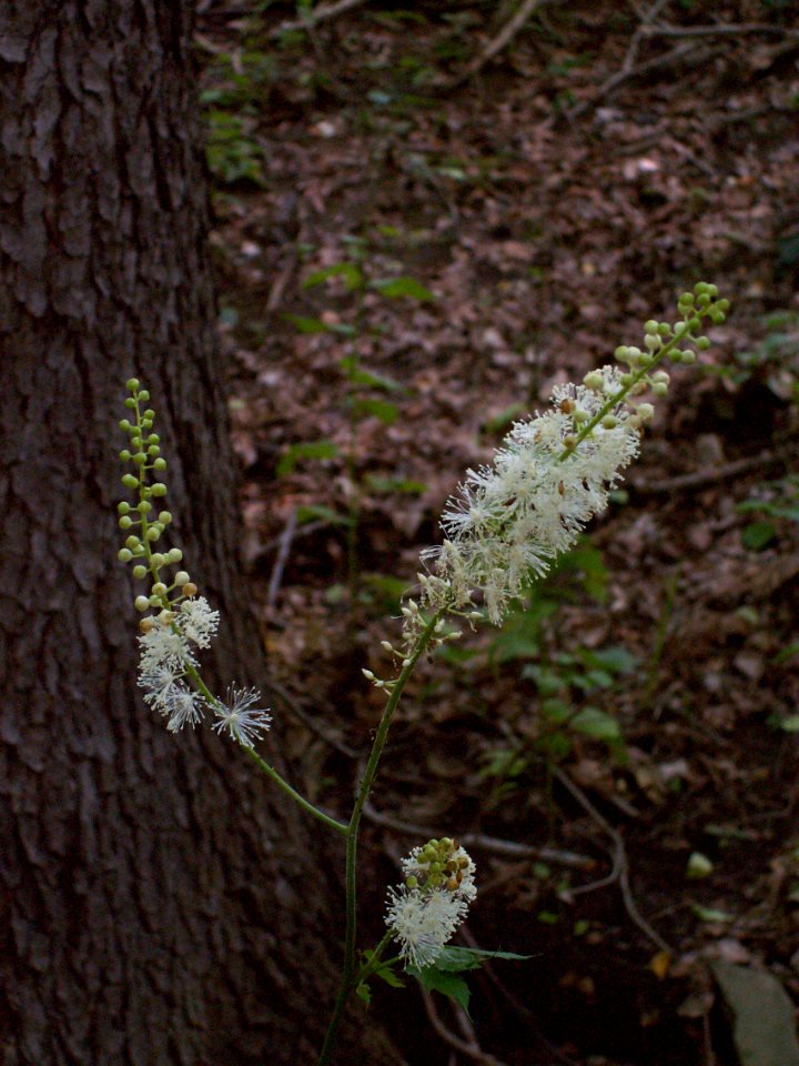 Actaea racemosa, 2015-07-05, Mount Lebanon, 05