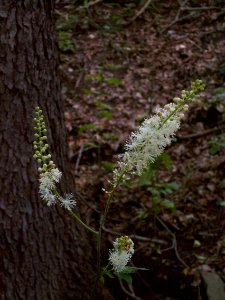Actaea racemosa, 2015-07-05, Mount Lebanon, 05