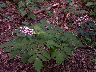 Actaea pachypoda, 2015-08-25, Bird Park, 02