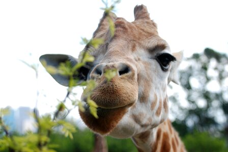 Eat animal world close up