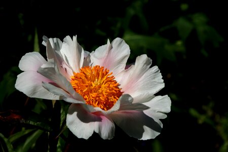 Bloom public record flower