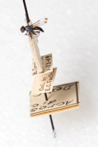 Acrosticta dichroa, labels