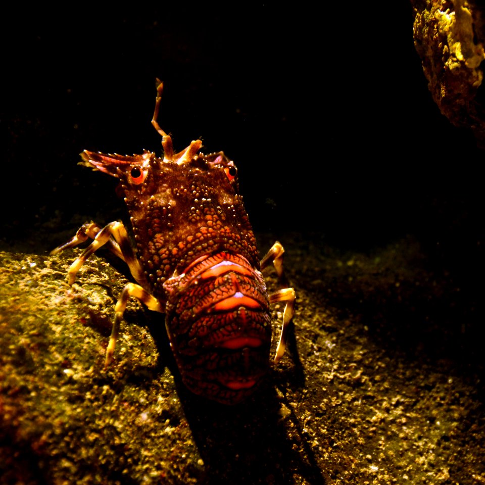 Acquario di Genova 27072015 01 Scyllarus arctus