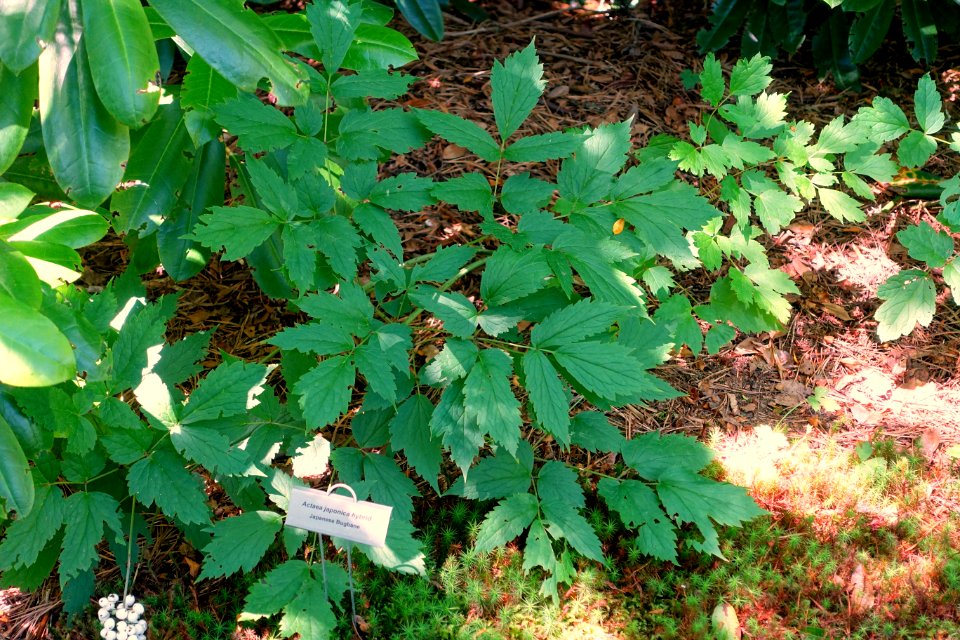 Actaea japonica hybrid - Asticou Azalea Garden - Northeast Harbor, Maine - DSC03456