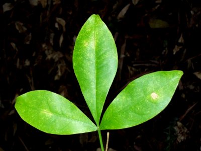 Acronychia octandra Coffs