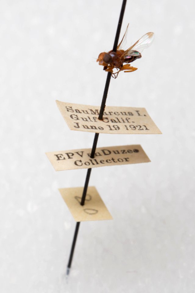 Acrosticta rubida, labels