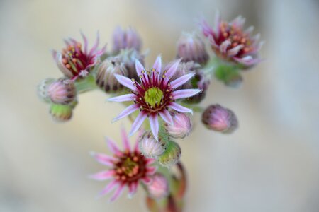 Bloom pink bud photo