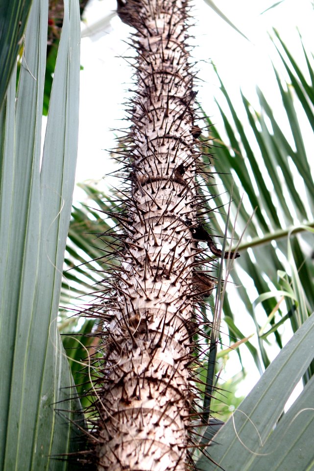 Acrocomia aculeata spiky stem