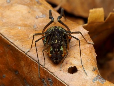 Acromares vittatum 105940604