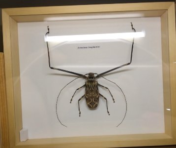 Acrocinus longimanus in Konya, Turkey