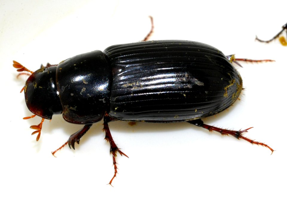 Acrossus-rufipes-08-fws
