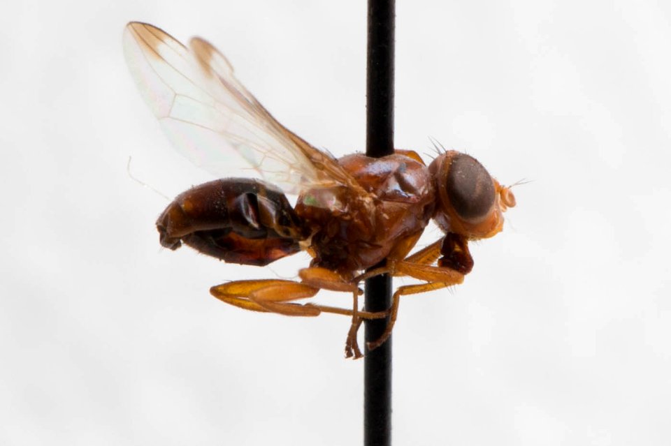 Acrosticta rubida, side