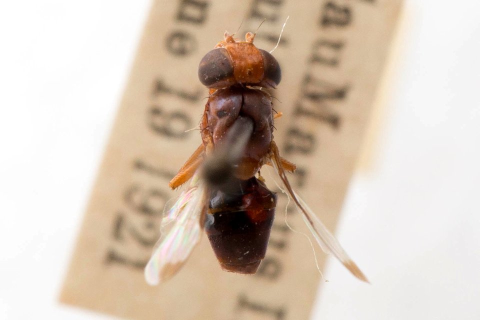 Acrosticta rubida, dorsal