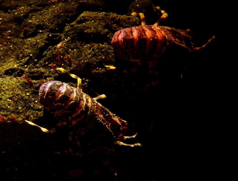 Acquario di Genova 27072015 02 Scyllarus arctus