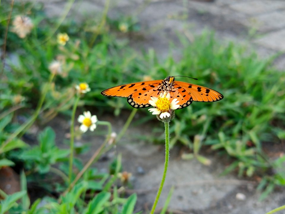 Acraea terpsicore, the tawny coster Butterfly