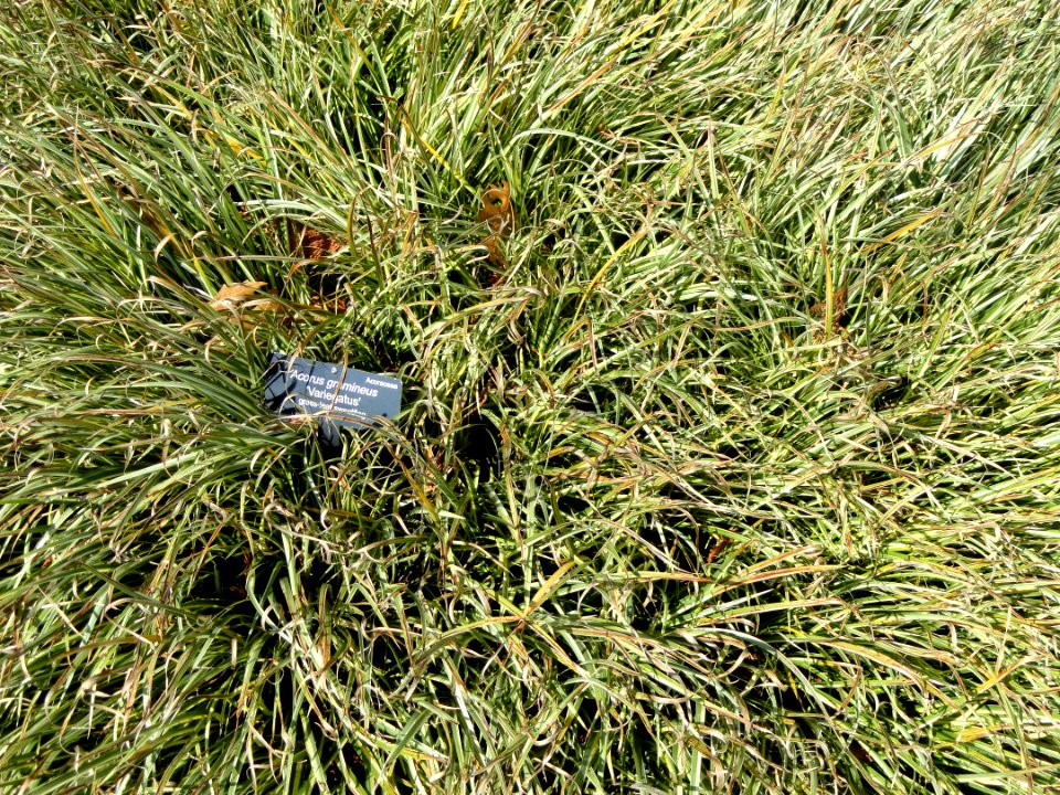 Acorus gramineus - Bartholdi Park - Washington, DC - DSC09453