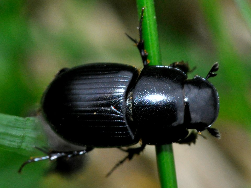 Acrossus-depressus-01-fws