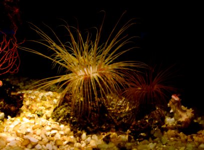 Acquario di Genova 27072015 05 Cerianthus membranacea