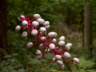 Actaea pachypoda, 2015-08-25, Bird Park, 04
