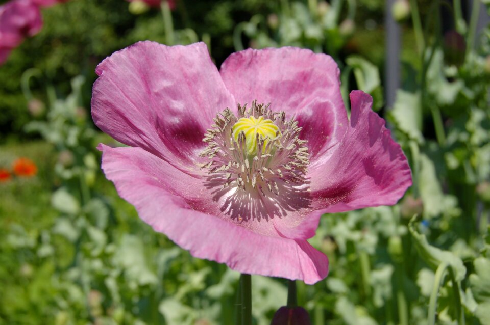 Bloom wildflowers klatschmohn