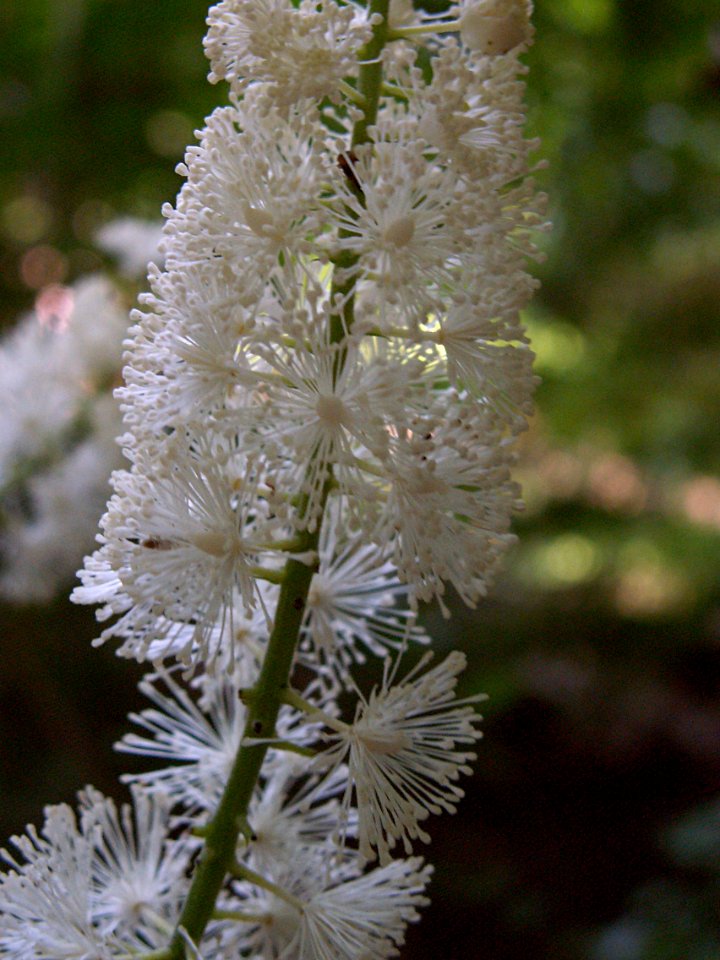 Actaea racemosa, 2015-07-05, Mount Lebanon, 02