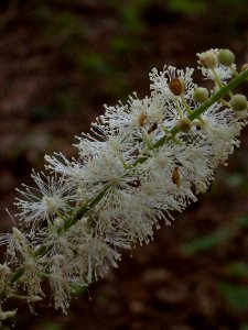 Actaea racemosa, 2015-07-05, Mount Lebanon, 06