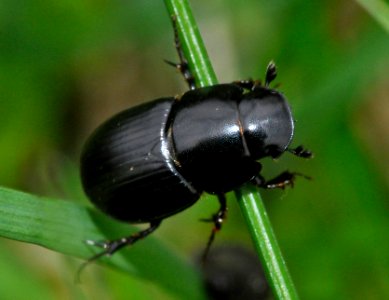 Acrossus-depressus-02-fws