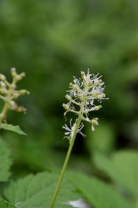 Actaea spicata flowers