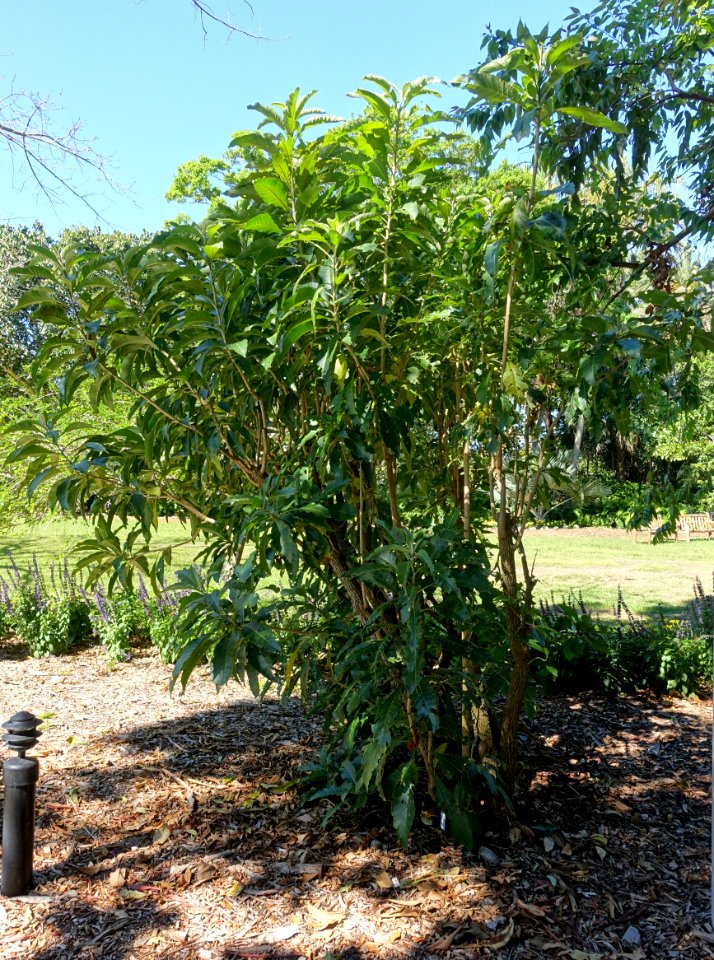 Acnistus arborescens - Marie Selby Botanical Gardens - Sarasota, Florida - DSC01238