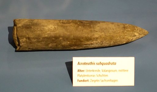 Acroteuthis subquadrata - Naturhistorisches Museum, Braunschweig, Germany - DSC05160