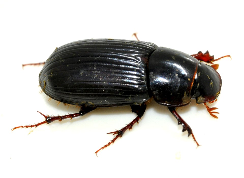 Acrossus-rufipes-05-fws