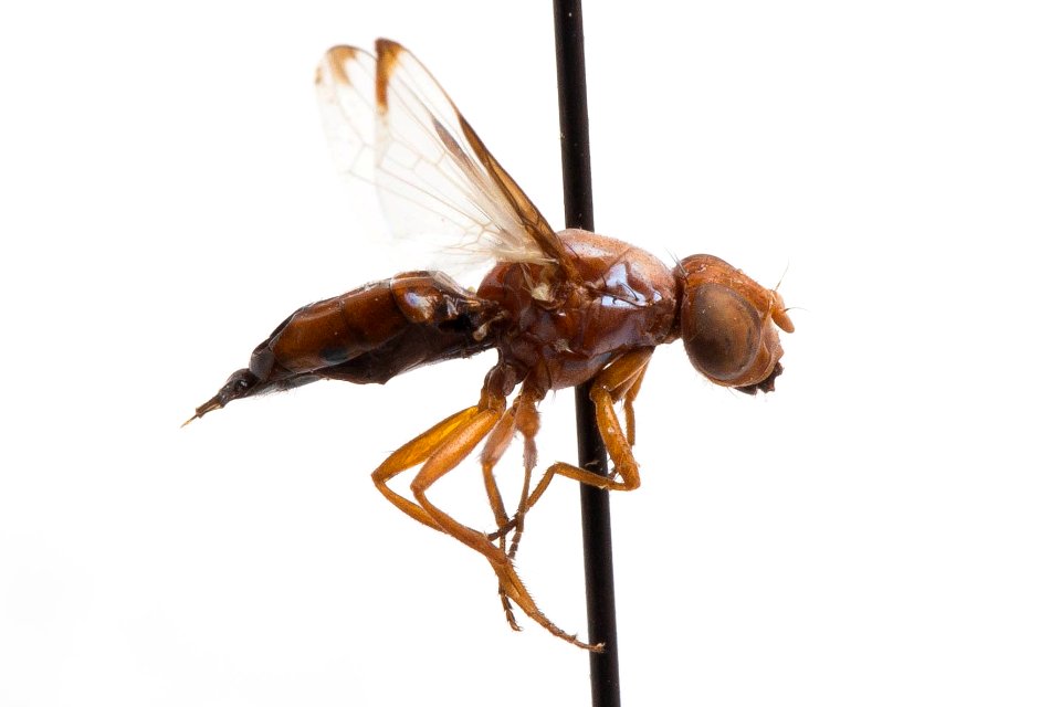 Acrosticta compta, side