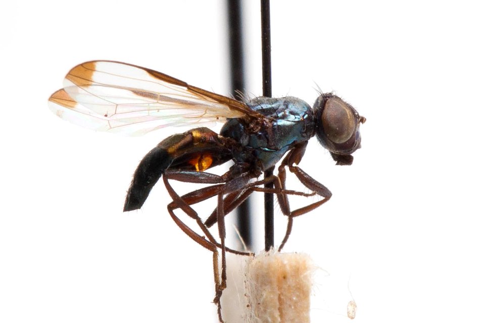 Acrosticta dichroa, side