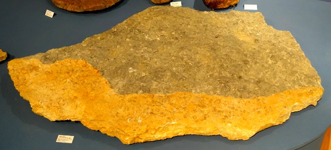 Acrosalenia hemicidaroides - Naturhistorisches Museum, Braunschweig, Germany - DSC05089