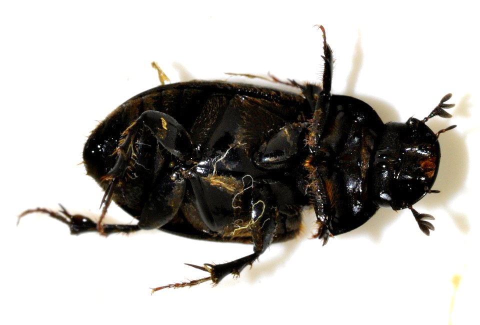 Acrossus-depressus-14-fws