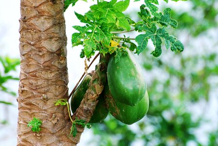 Nature coconut tree tropical
