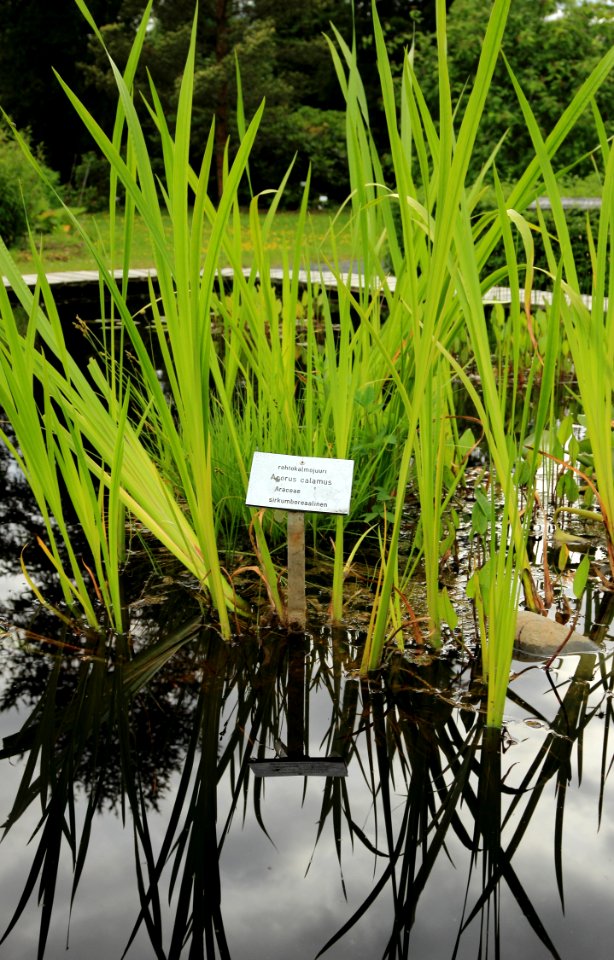 Acorus Calamus Oulu 20150707