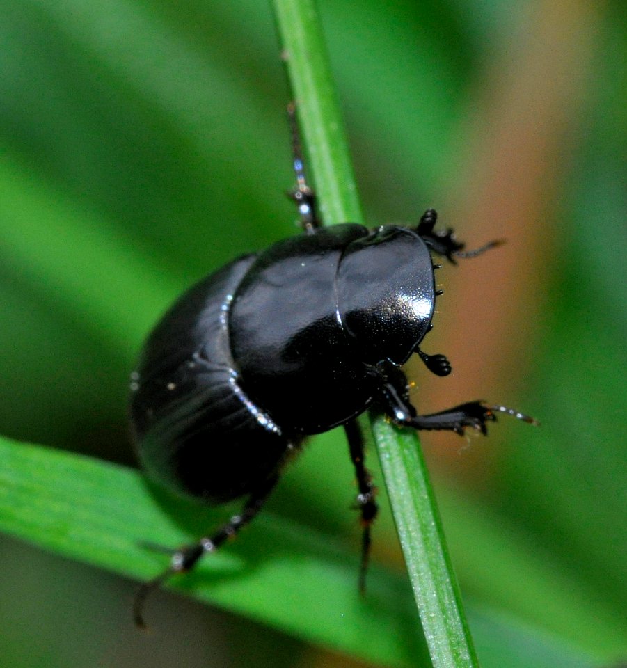 Acrossus-depressus-03-fws